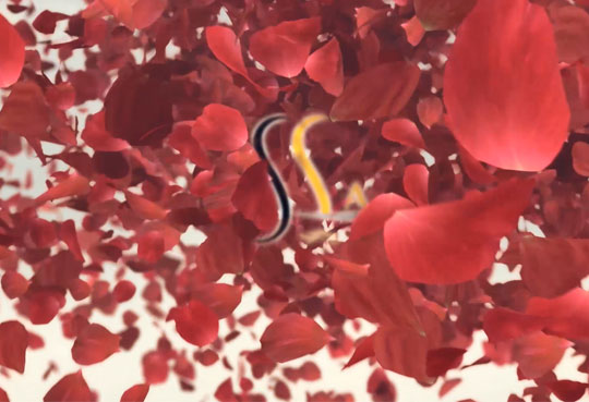 Valentine's day Commercial Video